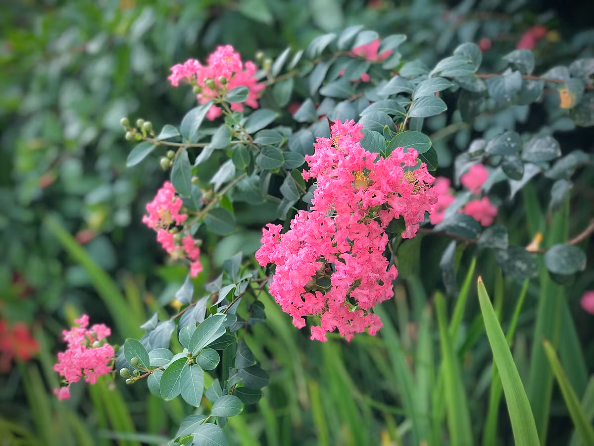 Tường vi thường nở theo chùm với những cánh hoa mỏng manh đung đưa theo gió.