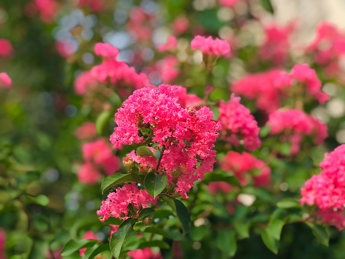 Tường vi là một loài hoa đại diện cho tình yêu.