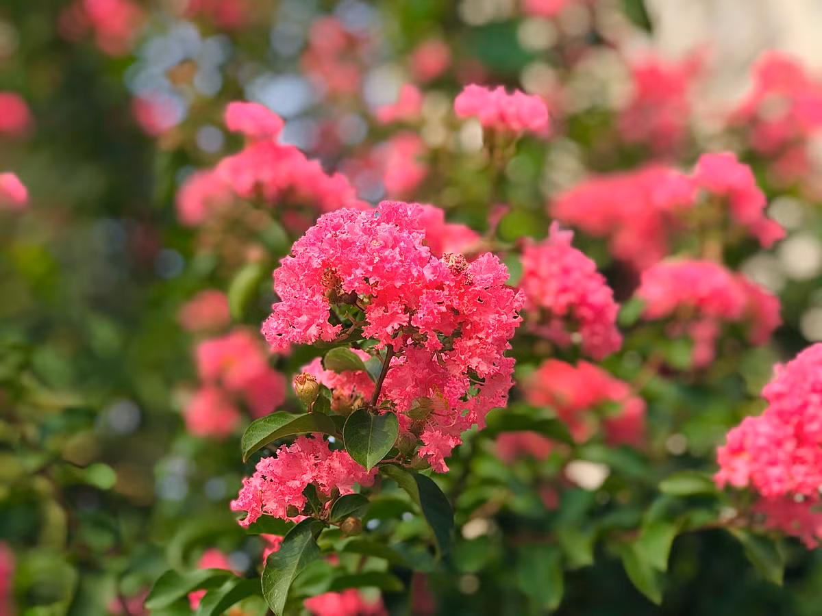 Tường vi là một loài hoa đại diện cho tình yêu.