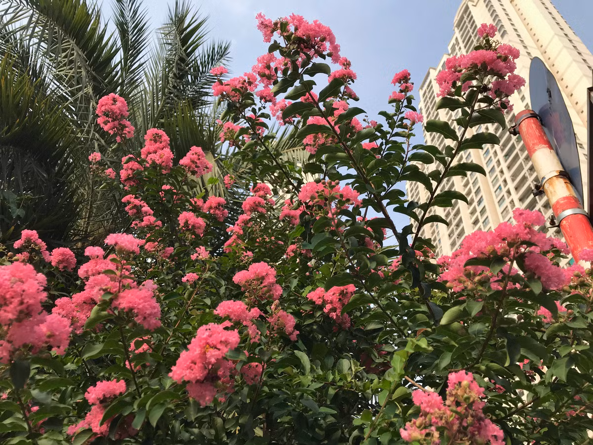 Hoa tường vi tỏa sắc trên đường phố Hà Nội.