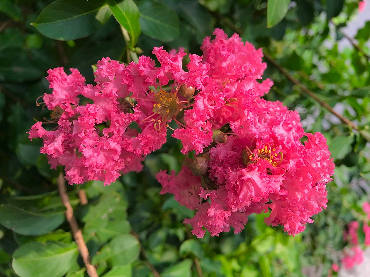 Mỗi bông hoa tường vi khi nở xòe ra 6 cánh xoăn nhẹ nhàng mỏng manh rất đẹp.