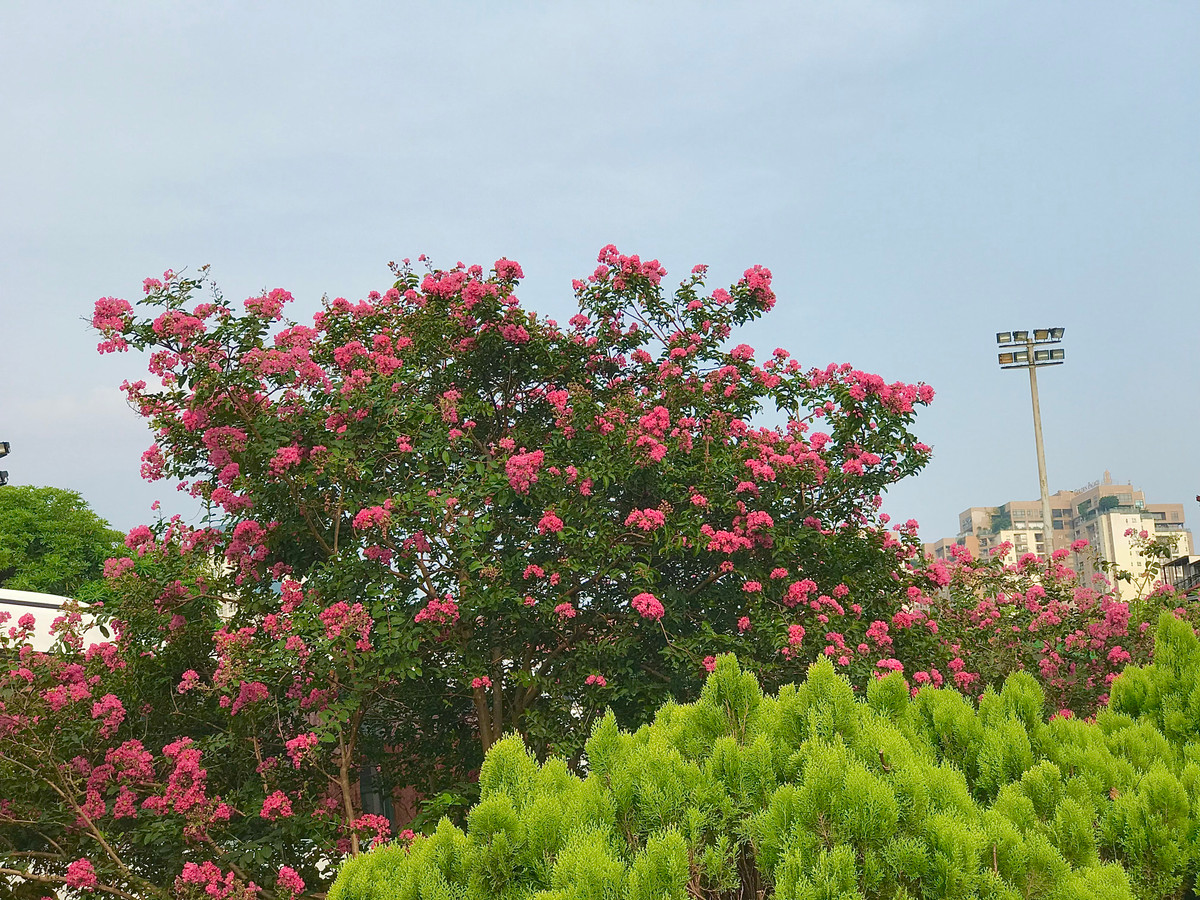 Hoa tường vi có một sự tích rằng: "Xưa kia có nàng công chúa tên Tường Vi đã gieo mình xuống thác nước vì quá thương nhớ người chồng (cũng là ân nhân cứu nàng khi mắc bạo bệnh). Ở bên dòng thác đó mọc lên một loài hoa có màu hồng thắm. Người ta miêu tả hoa tường vi có vẻ đẹp kiêu sa, đằm thắm nhưng luôn tạo cho người ngắm cảm giác bông hoa đó đang buồn..."