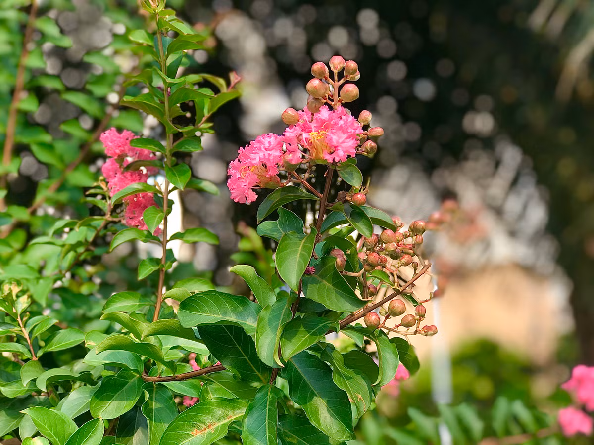 Còn tường vi hồng lại thay lời tỏ tình lãng mạn và dịu êm.