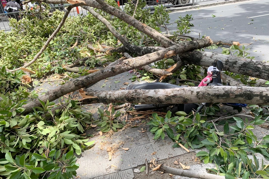 Nhánh cây rơi đè trúng xe máy chở 3 người ở TP HCM: Khoảng 12h30 ngày 4/7, người đàn ông lái xe máy chở một phụ nữ bồng theo em bé lưu thông trên đường Phan Đăng Lưu (phường 6, quận Bình Thạnh), hướng chợ Bà Chiểu đi ngã tư Phú Nhuận bị một nhánh cây xanh dài hơn 10 m rơi và đè trúng. Cả 3 người may mắn không bị thương.