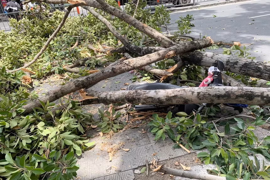 Nhánh cây rơi đè trúng xe máy chở 3 người ở TP HCM: Khoảng 12h30 ngày 4/7, người đàn ông lái xe máy chở một phụ nữ bồng theo em bé lưu thông trên đường Phan Đăng Lưu (phường 6, quận Bình Thạnh), hướng chợ Bà Chiểu đi ngã tư Phú Nhuận bị một nhánh cây xanh dài hơn 10 m rơi và đè trúng. Cả 3 người may mắn không bị thương.