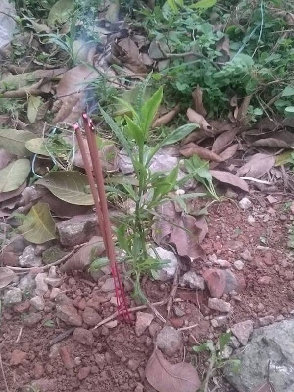 Chi co nhung nguoi nuoi dong vat moi hieu: Ga nuoi hai nam bi chet, cau be mai tang cho tron tinh-Hinh-4