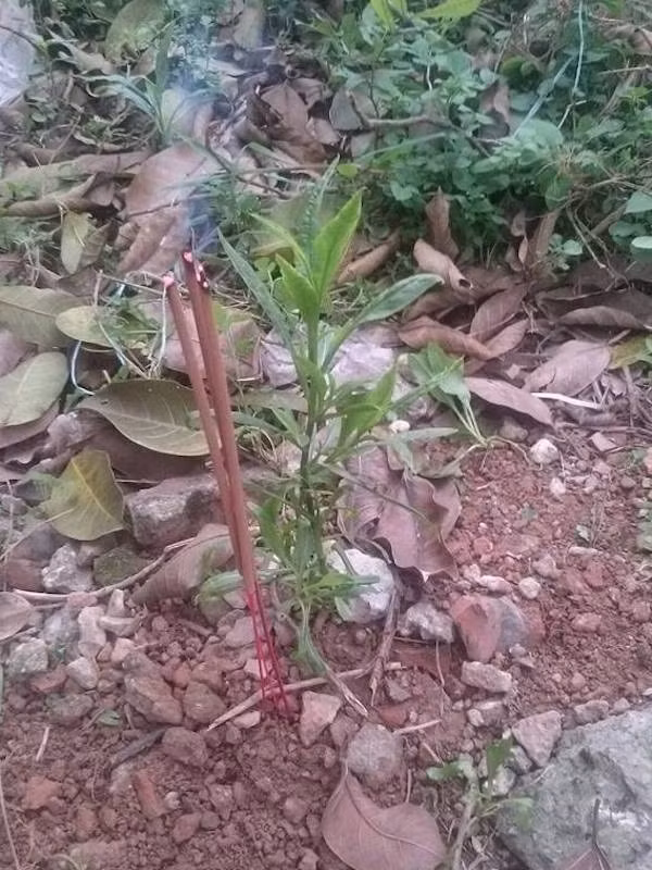 Chi co nhung nguoi nuoi dong vat moi hieu: Ga nuoi hai nam bi chet, cau be mai tang cho tron tinh-Hinh-4