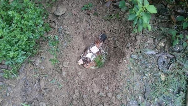 Chi co nhung nguoi nuoi dong vat moi hieu: Ga nuoi hai nam bi chet, cau be mai tang cho tron tinh-Hinh-2