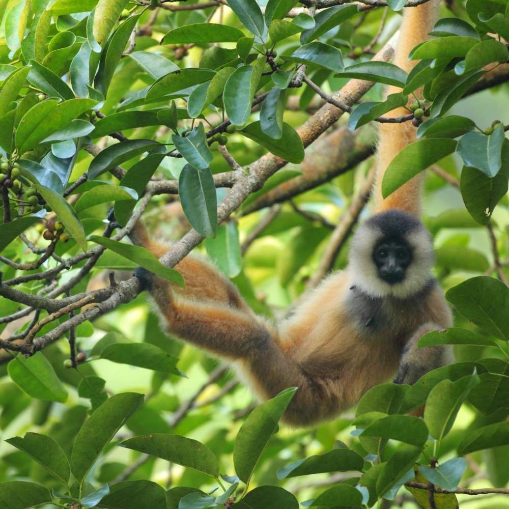 Vượn Cao Vít (Nomascus nasutus), loài vượn hiếm thứ 2 thế giới, được phát hiện tại rừng Việt Nam và có tên trong Sách Đỏ. (Ảnh: Palm Oil Detectives)