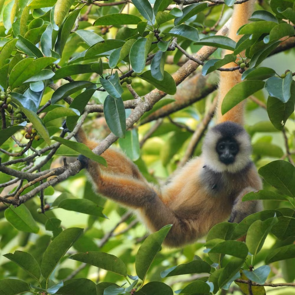 Vượn Cao Vít (Nomascus nasutus), loài vượn hiếm thứ 2 thế giới, được phát hiện tại rừng Việt Nam và có tên trong Sách Đỏ. (Ảnh: Palm Oil Detectives)