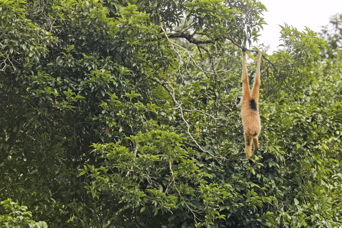 Số lượng vượn giảm mạnh do mất môi trường sống từ chăn thả gia súc và phá rừng.(Ảnh: Fauna &amp; Flora International)