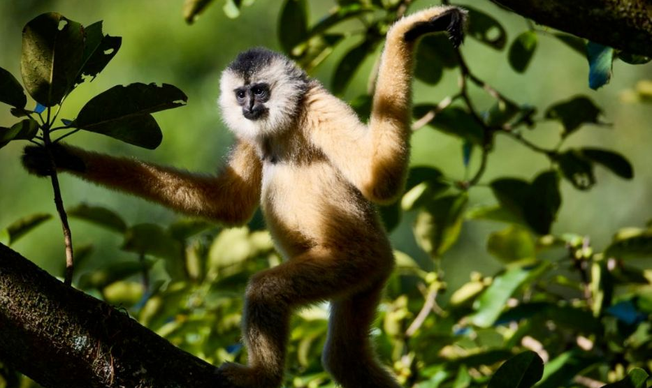 Con đực có lông màu đen, trong khi con cái có lông màu nâu hoặc vàng; chúng sử dụng tiếng hót để bảo vệ lãnh thổ.(Ảnh: WANEE Asia)