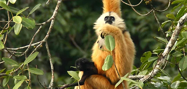 Đây là một trong bốn loài vượn quý hiếm được tìm thấy ở Việt Nam theo tổ chức Fauna &amp; Flora International.(Ảnh: Smithsonian Magazine)