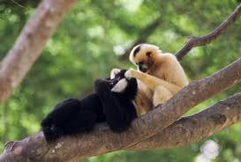 Chính phủ Việt Nam và Trung Quốc đã ký thỏa thuận vào năm 2012 nhằm bảo vệ loài linh trưởng này và môi trường sống của chúng.(Ảnh: People's Army Newspaper Online)