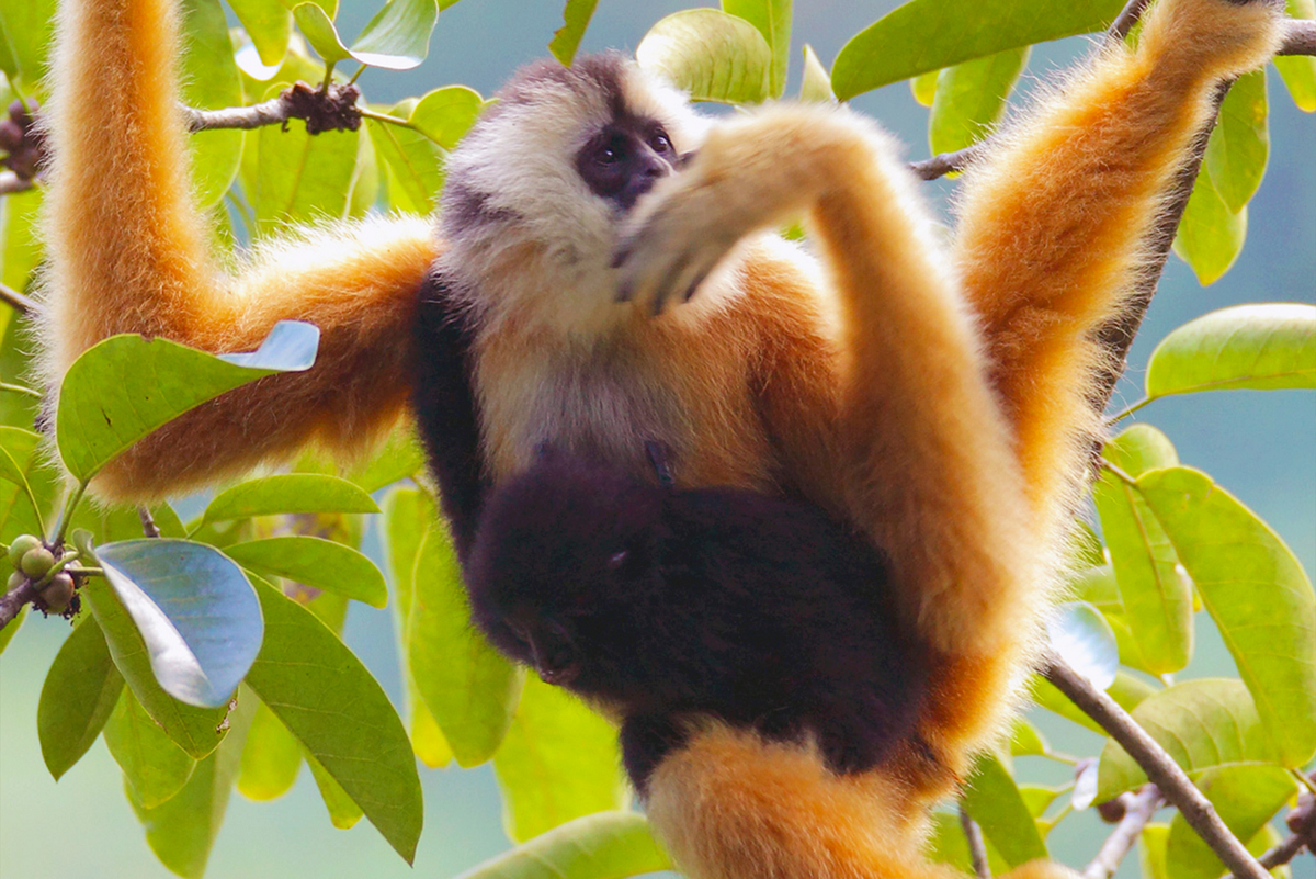 Hiện nay, vượn Cao Vít sống tại Khu bảo tồn loài và sinh cảnh Vượn Cao Vít (Cao Bằng, Việt Nam) và Khu bảo tồn Bang Lượng (Quảng Tây, Trung Quốc).(Ảnh: Arcus Foundation)