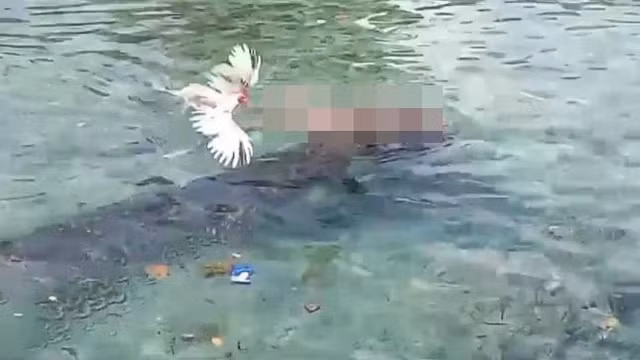 Một người dân tên Agustinus chứng kiến cảnh tượng kinh hoàng này. Con " quái thú" này biến mất cùng bà Nurhawati và xuất hiện lại sau một giờ với thi thể của bà trong miệng. Người dân địa phương đã ném thịt gà để đánh lạc hướng con cá sấu và cứu thi thể bà Nurhawati. Cảnh sát và dịch vụ khẩn cấp đã tìm kiếm và bắn chết con cá sấu sau vài giờ. (Ảnh: Người đưa tin)