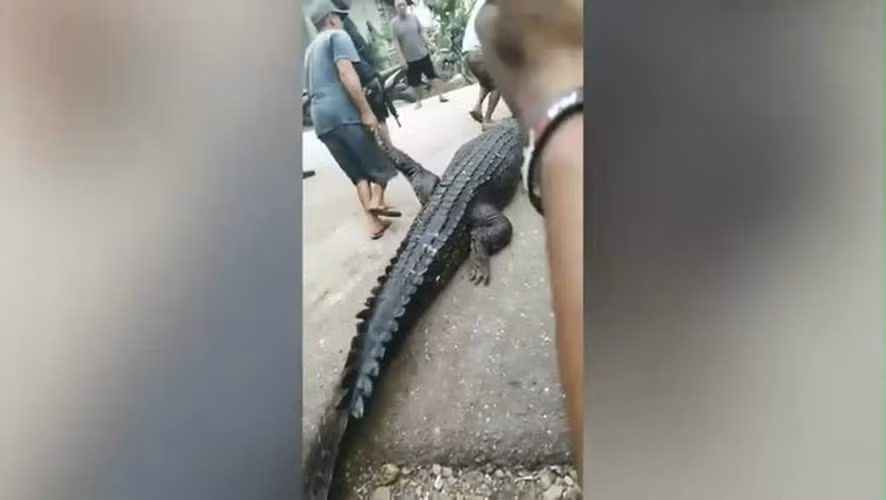 Tượng tự trước đó, một phụ nữ 54 tuổi, Halima Rahakbauw, đã bị một con cá sấu dài 4,2m tấn công và kéo xuống nước khi đang rửa bát tại sông Wali, Maluku, Indonesia. Thi thể của bà được tìm thấy trong dạ dày con "quái thú" sau khi nó bị bắt và bắn chết. Vụ việc cảnh báo về nguy cơ tấn công từ cá sấu do mất môi trường sống và đánh bắt quá mức, buộc chúng xâm nhập vào khu vực dân cư để tìm thức ăn. (Ảnh cắt từ clip)