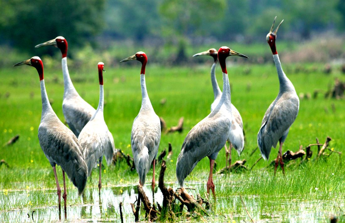 Theo Tiến sĩ Trần Triết, cuối tháng 12 là thời điểm đàn sếu rời nơi sinh sản ở phía bắc Campuchia để về vùng Đồng bằng sông Cửu Long. (Ảnh: Báo Lao Động)