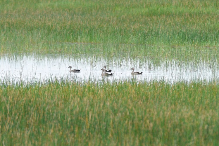Việt Nam là một trong số ít quốc gia ở khu vực Đông Nam Á có Sếu đầu đỏ về cư ngụ, chủ yếu tại Vườn quốc gia Tràm Chim (huyện Tam Nông, Đồng Tháp).( Ảnh: Nông nghiệp Việt Nam)