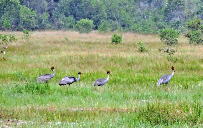 Sếu đầu đỏ (hay còn gọi là chim hạc hoặc sếu cổ trụi) là loài chim quý hiếm nằm trong Sách đỏ Việt Nam và Sách đỏ IUCN thế giới. Loài chim này có điểm nổi bật là phần đầu, cổ trụi lông, màu đỏ, vằn trên cánh và đuôi màu xám. (Ảnh: Đại biểu Nhân dân)