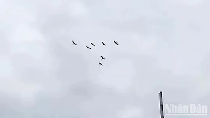 Đây là dấu hiệu cho thấy môi trường tự nhiên của Vườn quốc gia đang dần được phục hồi. Nhân viên bảo vệ tại Trạm Phú Hiệp ghi nhận 7 cá thể sếu đầu đỏ bay về khu A5 của Vườn quốc gia Tràm Chim vào lúc 11 giờ 10 phút. (Ảnh: Báo Nhân Dân)