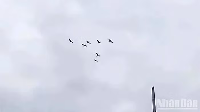 Đây là dấu hiệu cho thấy môi trường tự nhiên của Vườn quốc gia đang dần được phục hồi. Nhân viên bảo vệ tại Trạm Phú Hiệp ghi nhận 7 cá thể sếu đầu đỏ bay về khu A5 của Vườn quốc gia Tràm Chim vào lúc 11 giờ 10 phút. (Ảnh: Báo Nhân Dân)