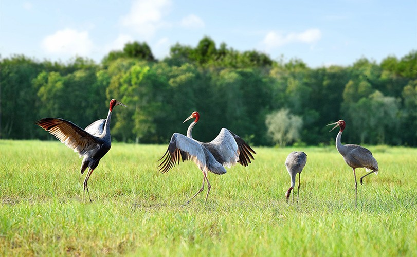 Vườn quốc gia Tràm Chim là nơi kiếm ăn, sinh sống của hơn 230 loài chim, trong đó có 32 loài quý hiếm, có 16 loài nằm trong sách đỏ của IUCN, trong đó có sếu đầu đỏ. (Ảnh: Đồng Tháp Online)