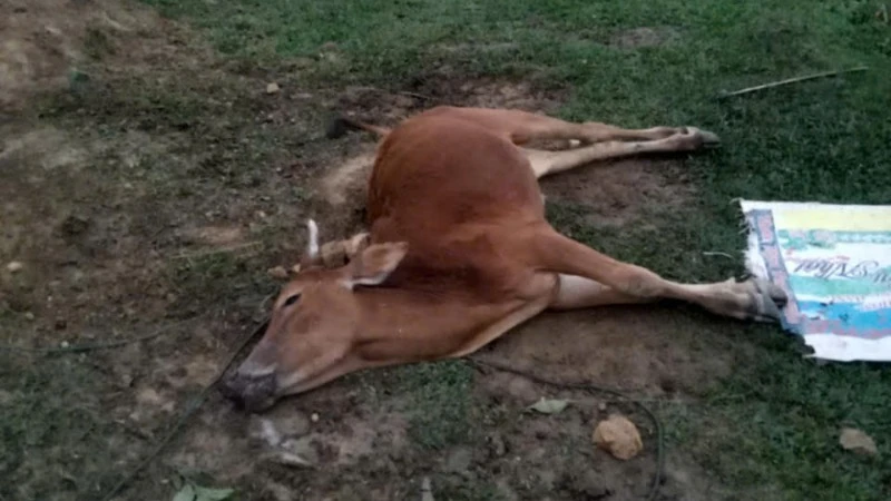 Nhiều trâu, bò ở huyện miền núi Nghệ An bị chết do giá rét Nhieu trau, bo o huyen mien nui Nghe An bi chet do gia ret