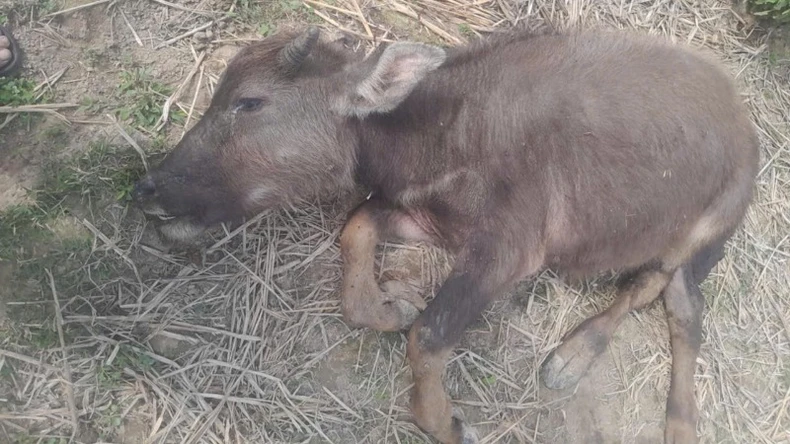 Nhiều trâu, bò ở huyện miền núi Nghệ An bị chết do giá rét - Hình 2 Nhieu trau, bo o huyen mien nui Nghe An bi chet do gia ret-Hinh-2