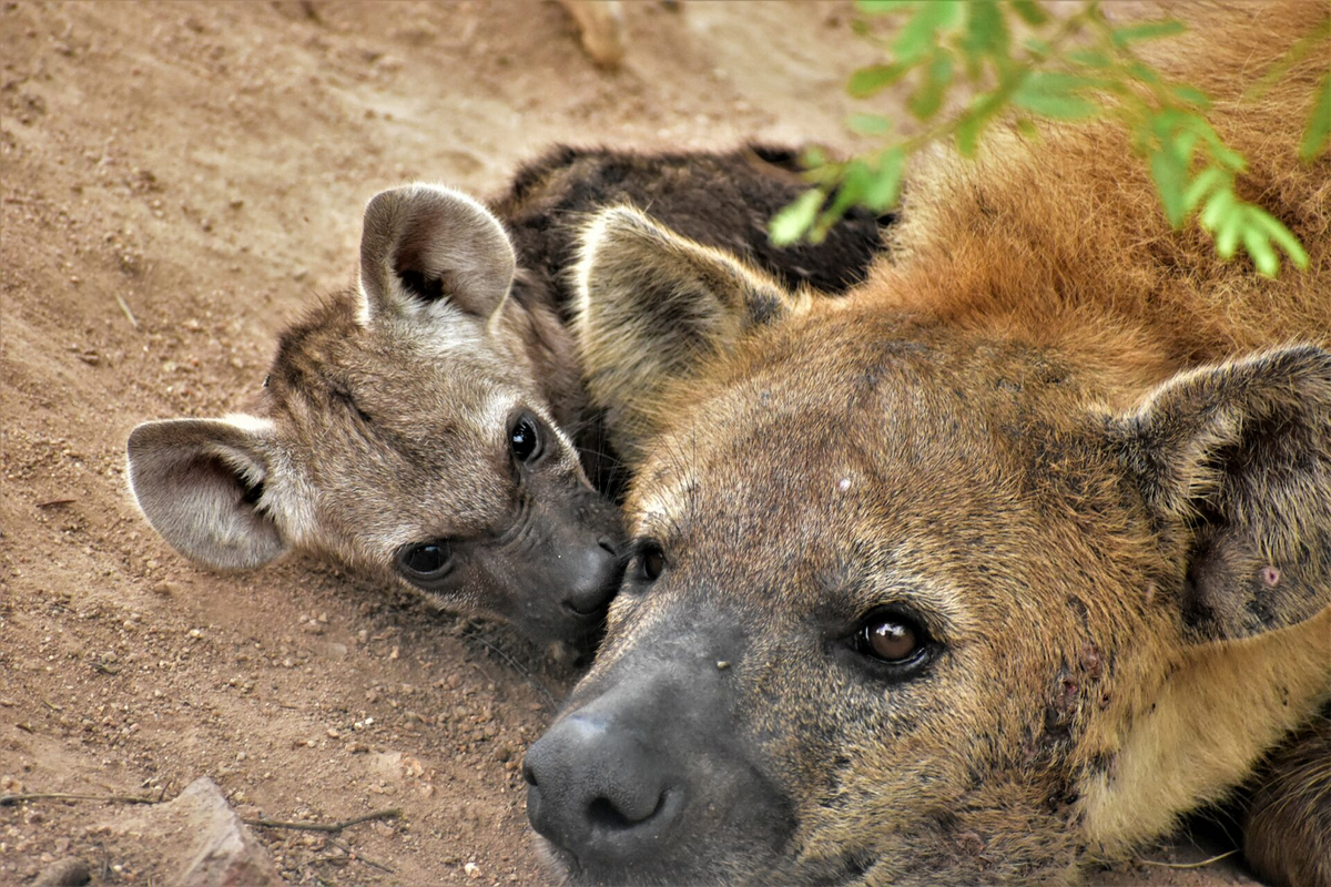 Linh cẩu đốm cái lớn hơn, mạnh mẽ và hung dữ hơn con đực. Chúng đầu tư chăm sóc con non lâu nhất trong các loài ăn thịt ở châu Phi.(Ảnh: Rockfig Lodge Madikwe)