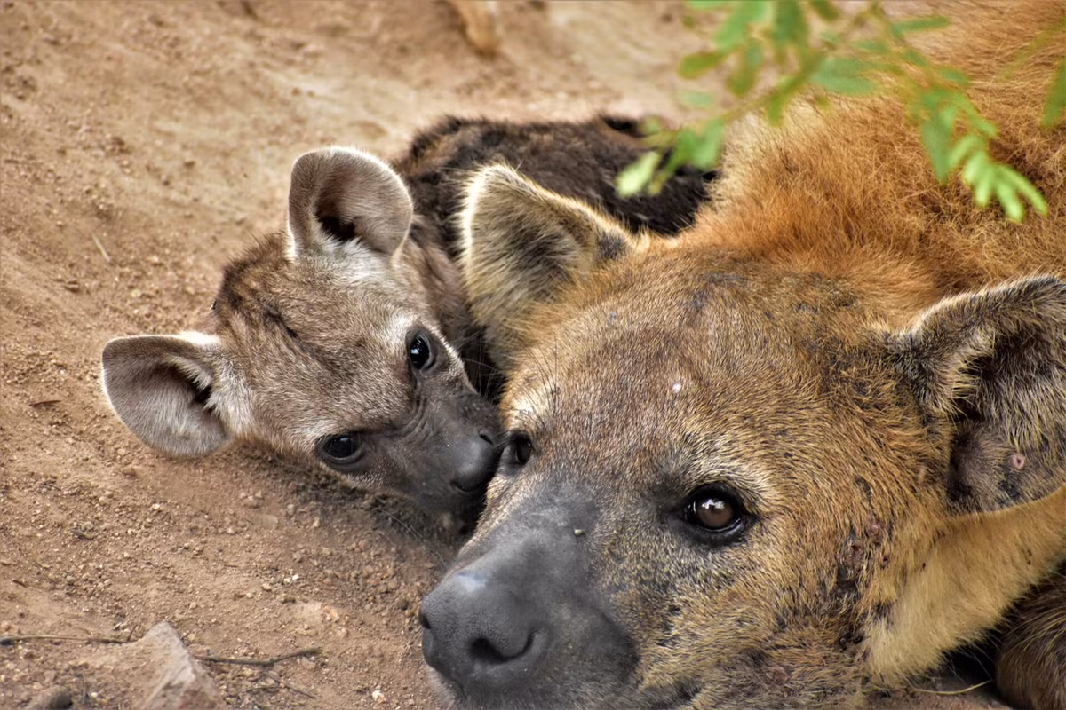 Linh cẩu đốm cái lớn hơn, mạnh mẽ và hung dữ hơn con đực. Chúng đầu tư chăm sóc con non lâu nhất trong các loài ăn thịt ở châu Phi.(Ảnh: Rockfig Lodge Madikwe)