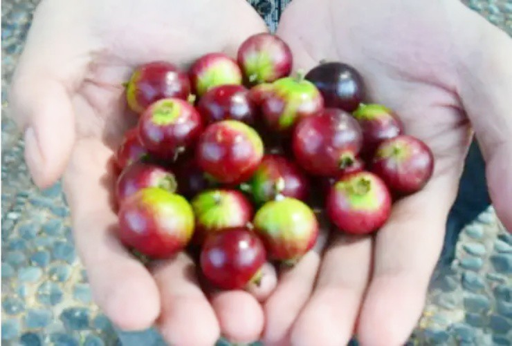 Loại quả này phổ biến ở Việt Nam, Thái Lan, Campuchia, Trung Quốc và Ấn Độ, thường chín từ tháng 4 đến tháng 7.(Ảnh: Người đưa tin)