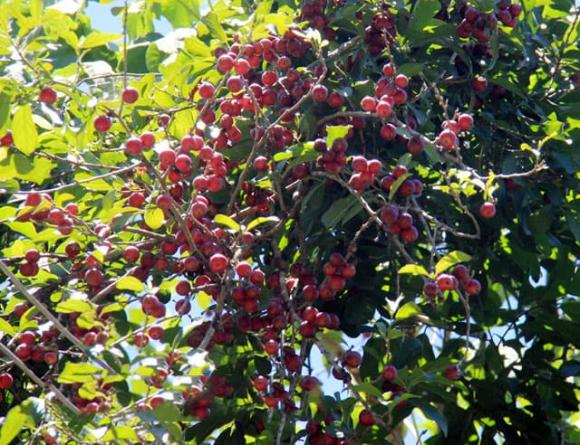 Trước khi ăn, cần ngâm nước muối để tránh nguy cơ chảy máu lưỡi do ma sát với vỏ.(Ảnh: Thương Hiệu và Pháp Luật)