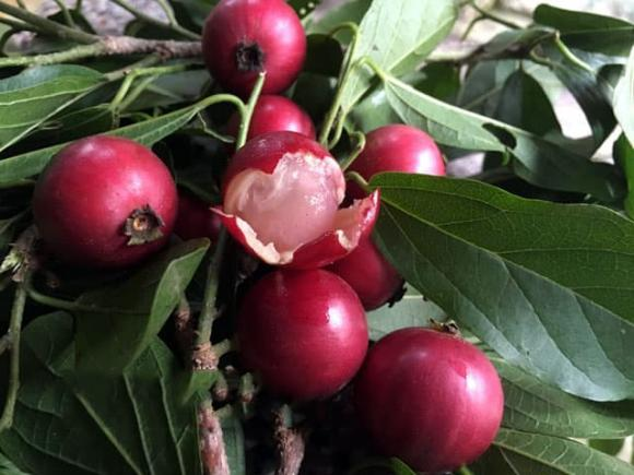 Ở Trung Quốc, loại quả này có giá trị kinh tế cao, bán với giá hơn 1,3 triệu đồng/kg.(Ảnh: Thương Hiệu và Pháp Luật)