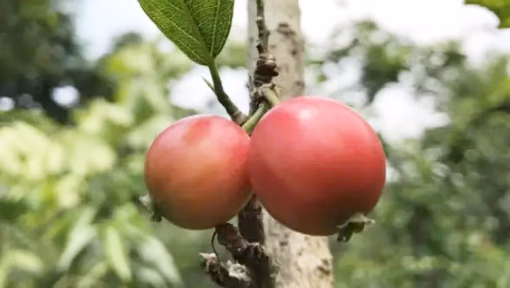 Quả quăng lông, còn gọi là " quả cắt lưỡi", nổi tiếng vì lớp vỏ dày dễ gây chảy máu lưỡi khi ăn nhiều. (Ảnh: Người đưa tin)