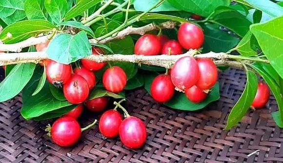 Quăng lông được dùng làm thực phẩm và dược liệu, với công dụng trị giun, long đờm, và thông hơi trong y học cổ truyền.(Ảnh: Thương Hiệu và Pháp Luật)