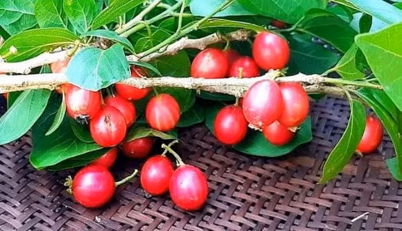 Quăng lông được dùng làm thực phẩm và dược liệu, với công dụng trị giun, long đờm, và thông hơi trong y học cổ truyền.(Ảnh: Thương Hiệu và Pháp Luật)