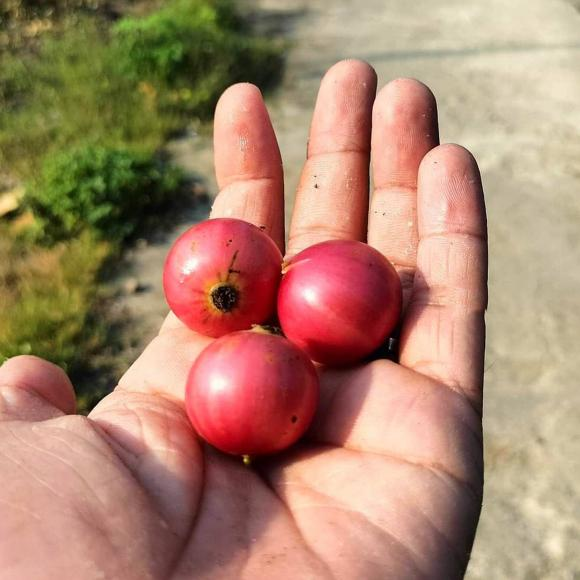 Quả còn chứa nhiều axit amin cần thiết, hỗ trợ người bị béo phì, huyết áp cao, và đường huyết cao.(Ảnh: Thương Hiệu và Pháp Luật)