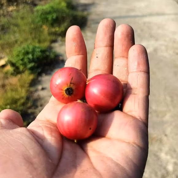 Quả còn chứa nhiều axit amin cần thiết, hỗ trợ người bị béo phì, huyết áp cao, và đường huyết cao.(Ảnh: Thương Hiệu và Pháp Luật)