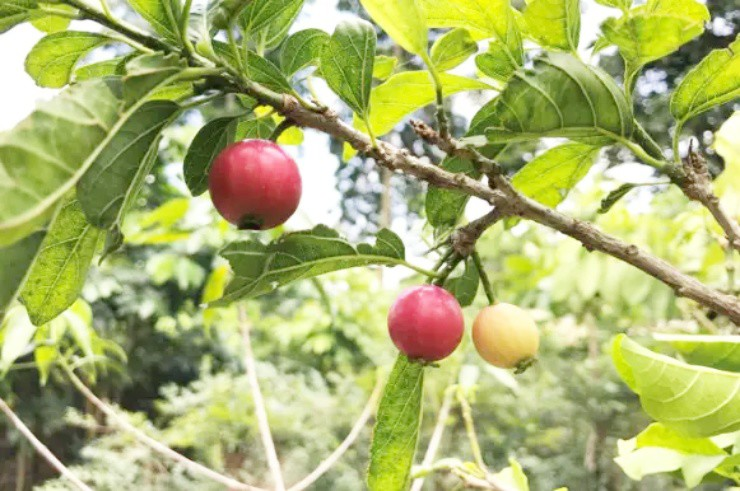 Quăng lông có màu đỏ tươi, hương vị thơm ngon, giàu protein, chất xơ, ít chất béo, phù hợp cho người giảm cân.(Ảnh: Người đưa tin)