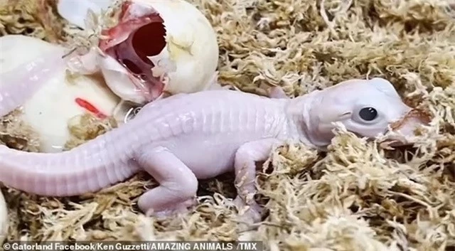 Tỷ lệ sinh ra cá sấu bạch tạng là "một trên một tỷ".(Ảnh: DNVN)