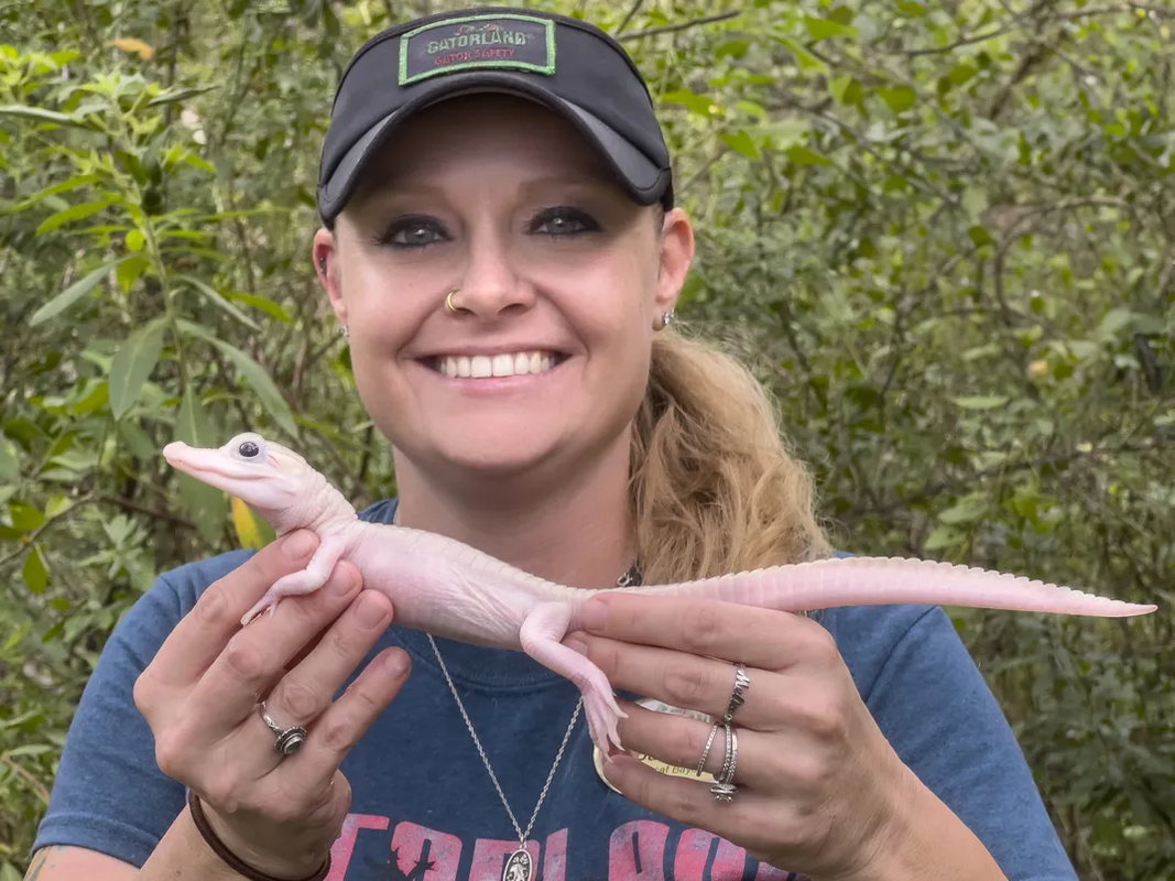 Sự kiện này không chỉ là niềm tự hào của Gatorland mà còn góp phần nâng cao nhận thức về tầm quan trọng của việc bảo tồn đa dạng sinh học. (Ảnh: Smithsonian Magazine)