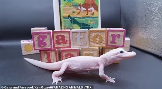 Chúng có thể bị bỏng khi tiếp xúc trực tiếp với ánh nắng mặt trời.(Ảnh: DNVN)