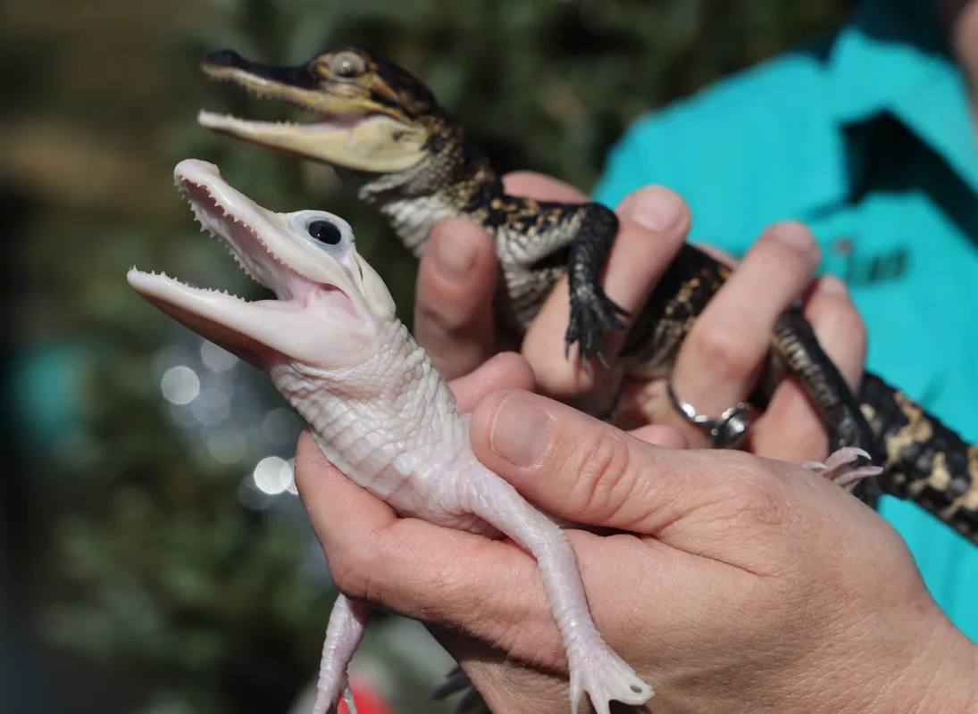 br/> Chương trình nhân giống tại Gatorland tập trung vào việc lai tạo hai cá sấu bố mẹ mang gen leucistic với một cá sấu đực bình thường. Kết quả là sự ra đời của cá sấu con leucistic duy nhất từ dòng gen quý hiếm này. Danielle Lucas, nhân viên Gatorland, chia sẻ với Orlando Sentinel:“Tôi cứ ngỡ mình đang mơ. Thật siêu thực.”