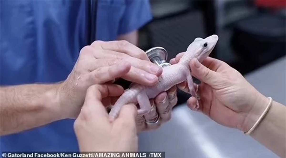 Ông McHugh cho biết tỷ lệ cá sấu mang gen leucistic là "một trên một tỷ" và khẳng định: “Đây có lẽ là sự kiện trọng đại nhất không chỉ trong thế giới cá sấu mà còn trong toàn bộ thế giới bò sát. Việc tạo ra một cá sấu leucistic là điều chưa từng được biết đến."