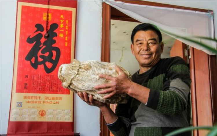 Với trọng lượng 10kg, cục nấm được định giá gần 10.000 tỷ VNĐ.(Ảnh: Kknews)