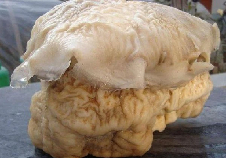 Do quý hiếm và giá trị, nấm này được ví như "thần dược". (Ảnh: Dân việt)