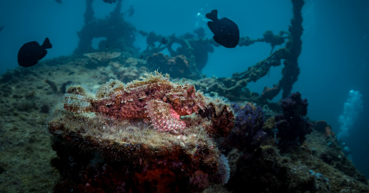 Điểm đặc biệt nhất của cá mặt quỷ là phương thức giao phối kỳ quặc: cá đực ký sinh vĩnh viễn trên cơ thể cá cái.(Ảnh: Original Diving)