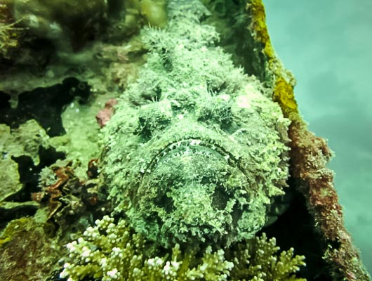 Cá mặt quỷ đực mất hoàn toàn hệ thống tiêu hóa, sống dựa vào cơ thể cá cái, và chỉ cung cấp tinh trùng để tạo ra thế hệ sau.(Ảnh: Marine Savers)