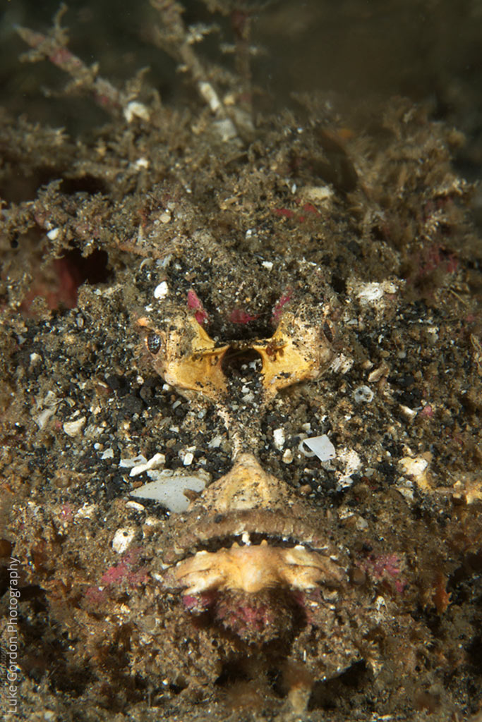 Hiện tượng này, gọi là "ký sinh trùng tình dục", vẫn khiến các nhà khoa học tò mò vì chưa rõ lý do cá cái chấp nhận sự ký sinh và cách cá đực tồn tại mà không có hệ miễn dịch.(Ảnh: Lembeh Resort)